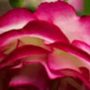 Meet your Posher, Reyna